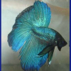Photo de Blue