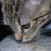 Photo de Nala
