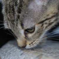 Photo de profil de Nala