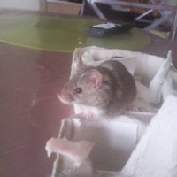 Photo de profil de Rasta