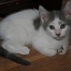 Photo de Domino
