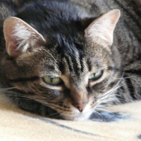 Photo de profil de Mia