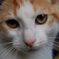 Photo de profil de Octave