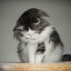 Photo de Altesse