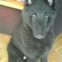 Photo de profil de Ikkyo