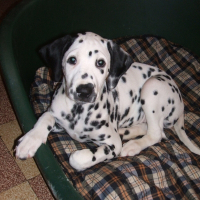 Photo de profil de Toundra