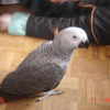 Photo de Dino