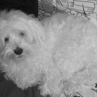 Photo de profil de Chipie