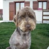 Photo de Canelle, Griffon Korthals
