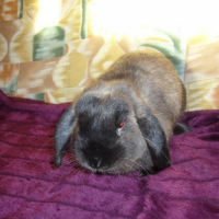 Photo de profil de Kiwi