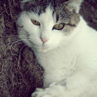 Photo de profil de Pépite