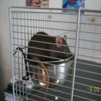 Photo de profil de Bergamote