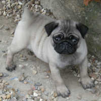 Photo de profil de Dogane