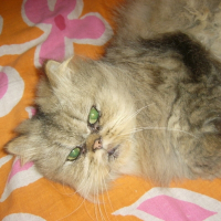 Photo de profil de Nautilus 