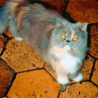 Photo de profil de Prunelle