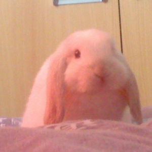 Photo de profil de Yuki