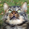 Photo de Réglisse, Maine Coon