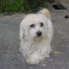 Photo de Boby