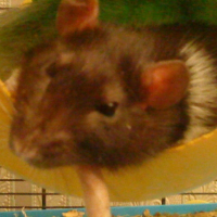 Photo de profil de Cooky