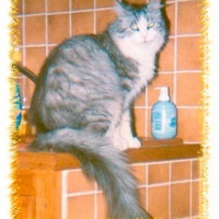 Photo de profil de Nini