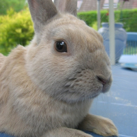 Photo de profil de Eden