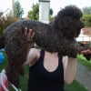 Photo de Baltus, Caniche