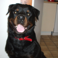 Photo de profil de Vixen 