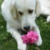 Photo de Caly