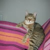 Photo de Simba