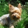 Photo de Cannelle
