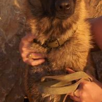 Photo de profil de Dina