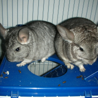 Photo de profil de Toto