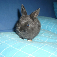 Photo de profil de Choucra, lililou et ptitechérie