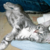 Photo de Simba