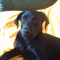 Photo de profil de Chipie
