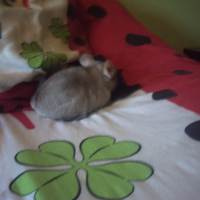 Photo de profil de Mini chose