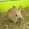Photo de Canelle