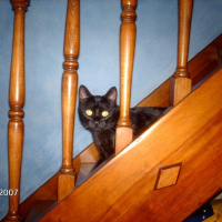 Photo de profil de Chanel