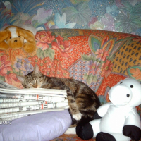 Photo de profil de Gardfield