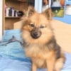 Photo de Bandit, Spitz Allemand