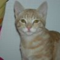 Photo de profil de Guizmo