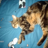 Photo de profil de Roko