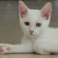 Photo de profil de Salem
