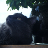Photo de Calypso