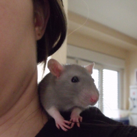 Photo de profil de Ratounette