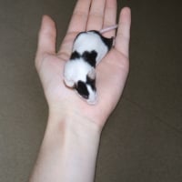 Photo de profil de Souris 2