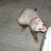 Photo de profil de Myrtille