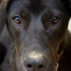 Photo de Dali, Labrador Retriever