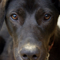 Photo de profil de Dali