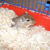 Photo de profil de Gerbille 1